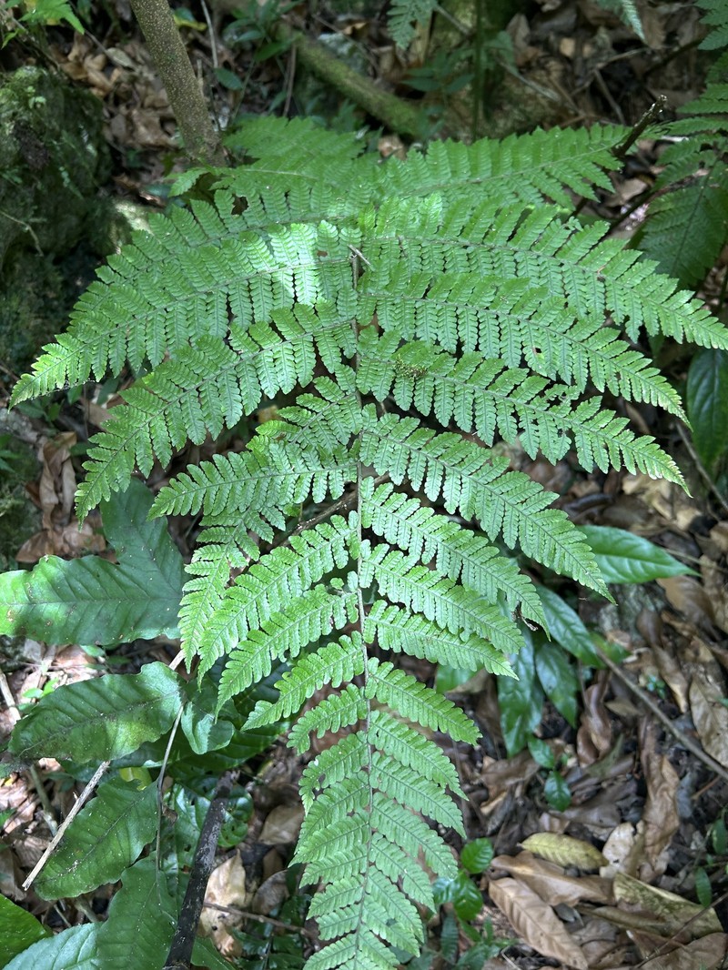 Megalastrum gilbertii photo 7