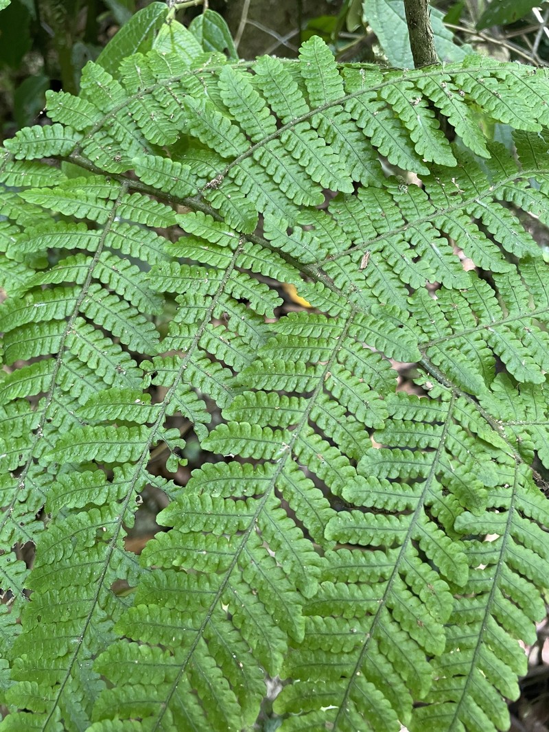 Megalastrum gilbertii photo 8