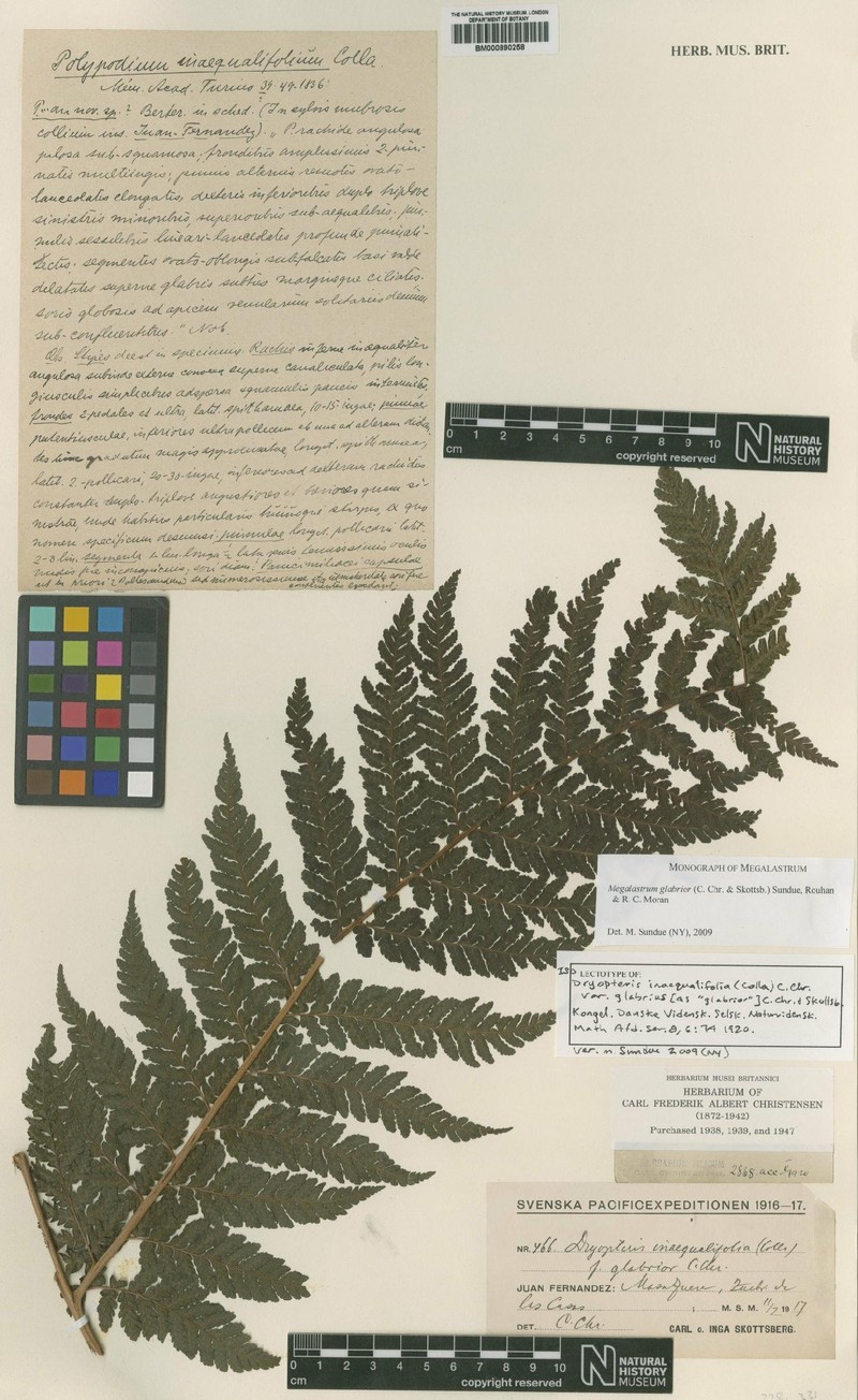 Megalastrum glabrius