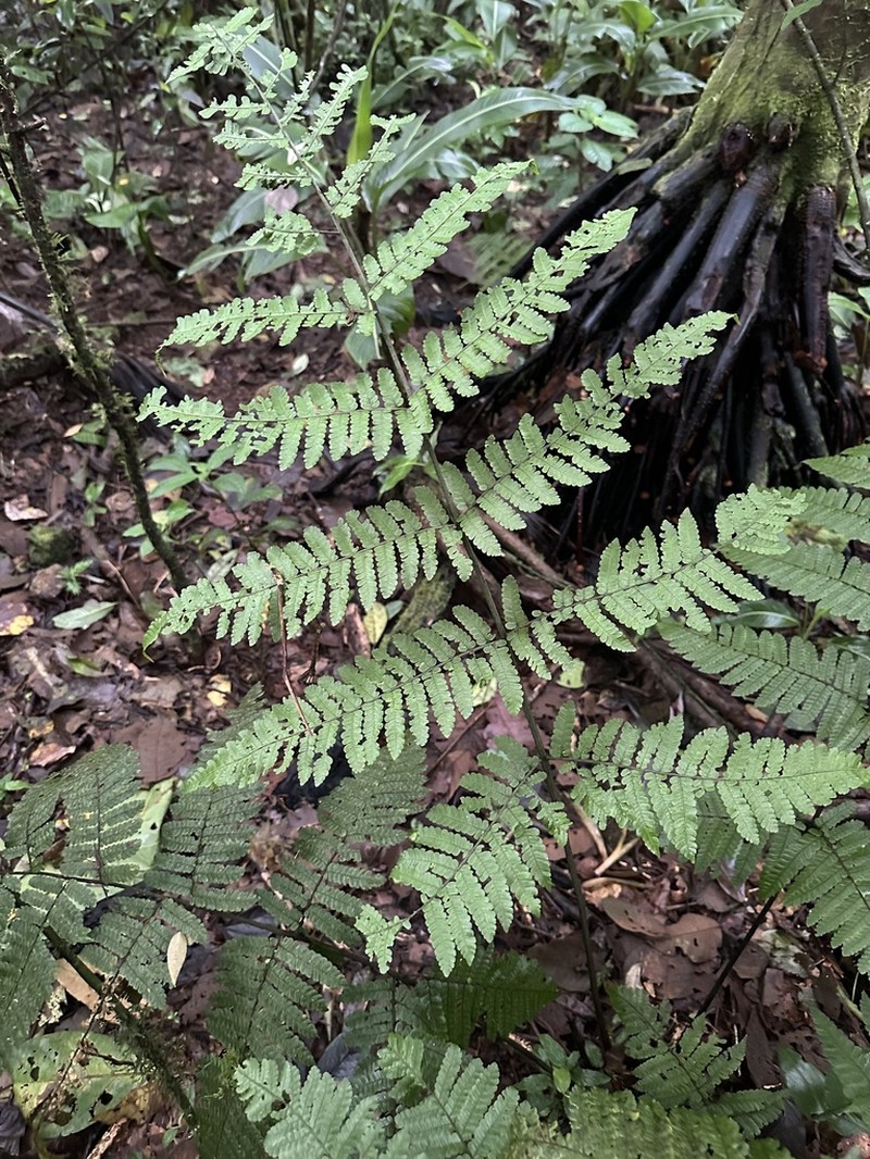 Megalastrum glabrum