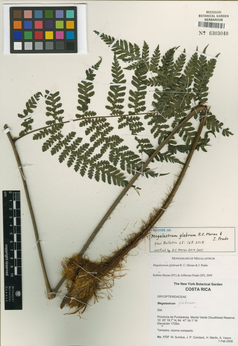 Megalastrum glabrum photo 2