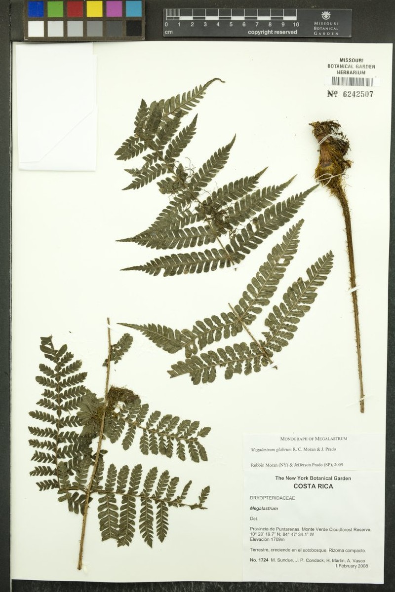 Megalastrum glabrum photo 3
