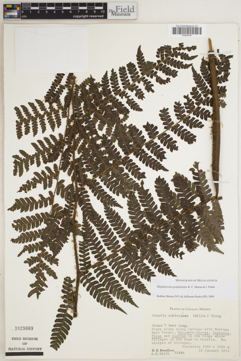 Megalastrum gompholepis