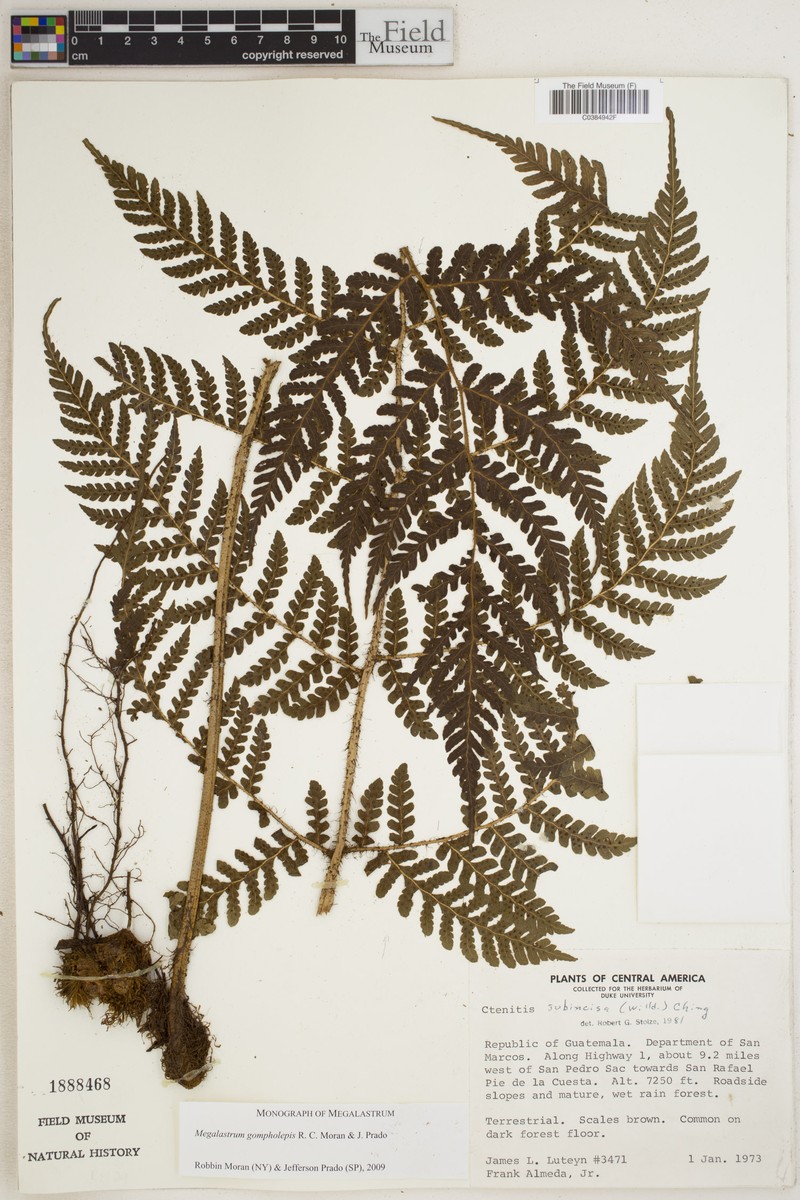 Megalastrum gompholepis photo 2