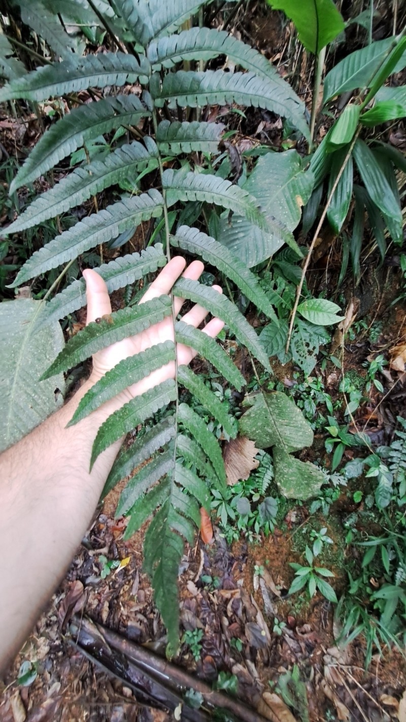 Megalastrum grande