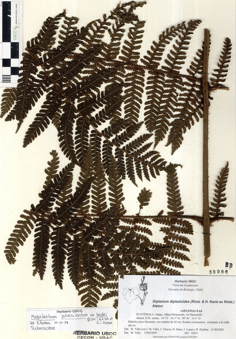 Megalastrum heydei