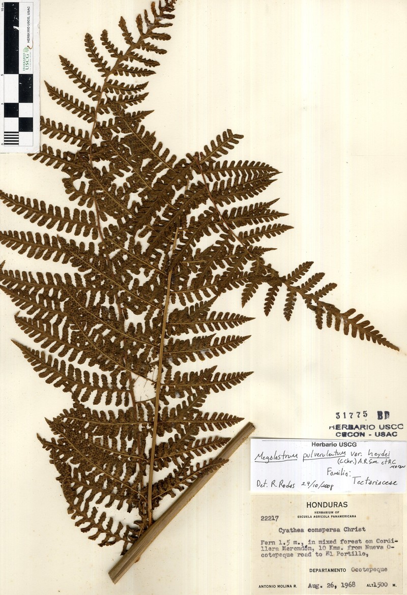 Megalastrum heydei photo 2