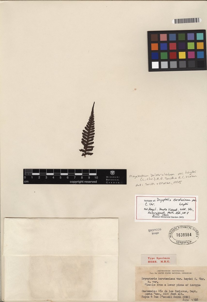 Megalastrum heydei photo 3