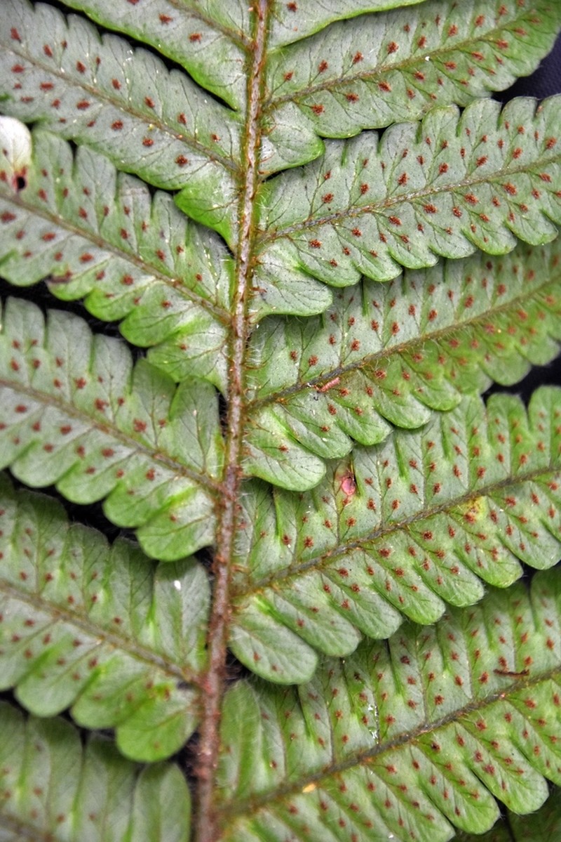 Megalastrum hirsutosetosum