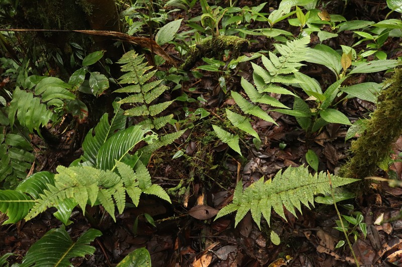 Megalastrum hirsutosetosum photo 2