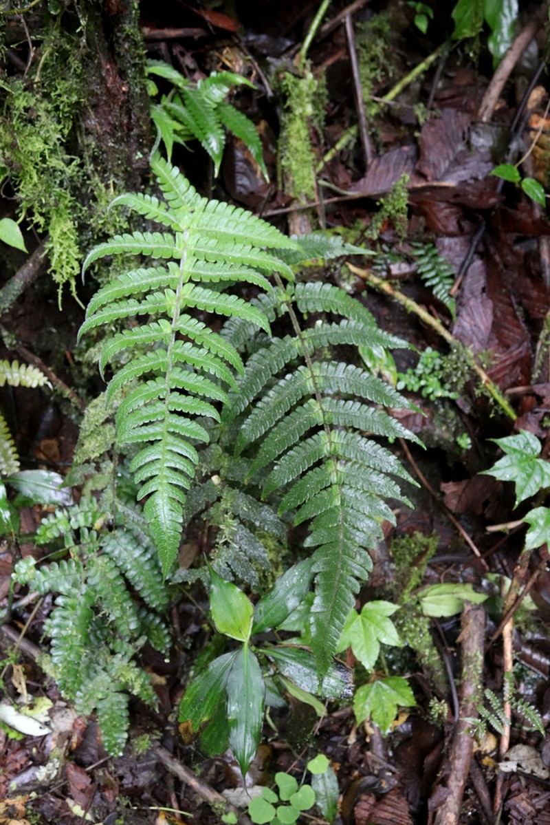 Megalastrum hirsutosetosum photo 3