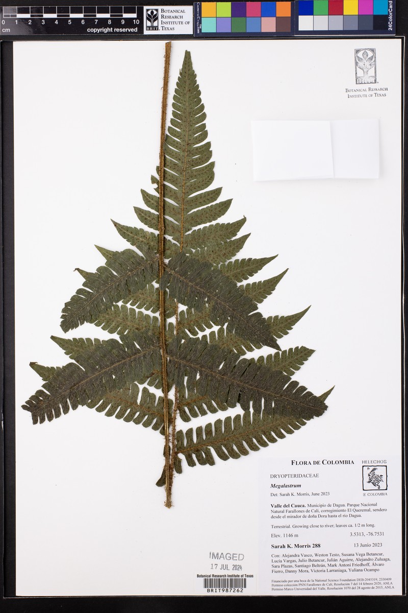 Megalastrum hirsutosetosum photo 4