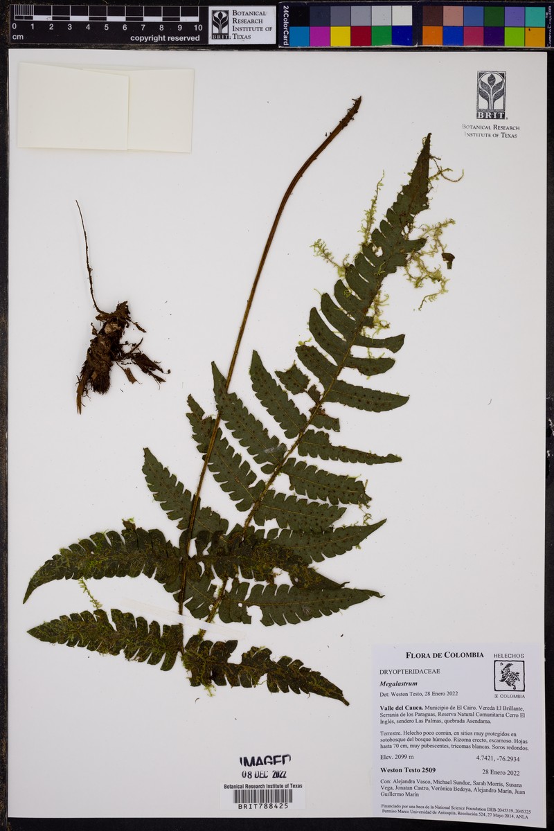 Megalastrum hirsutosetosum photo 5