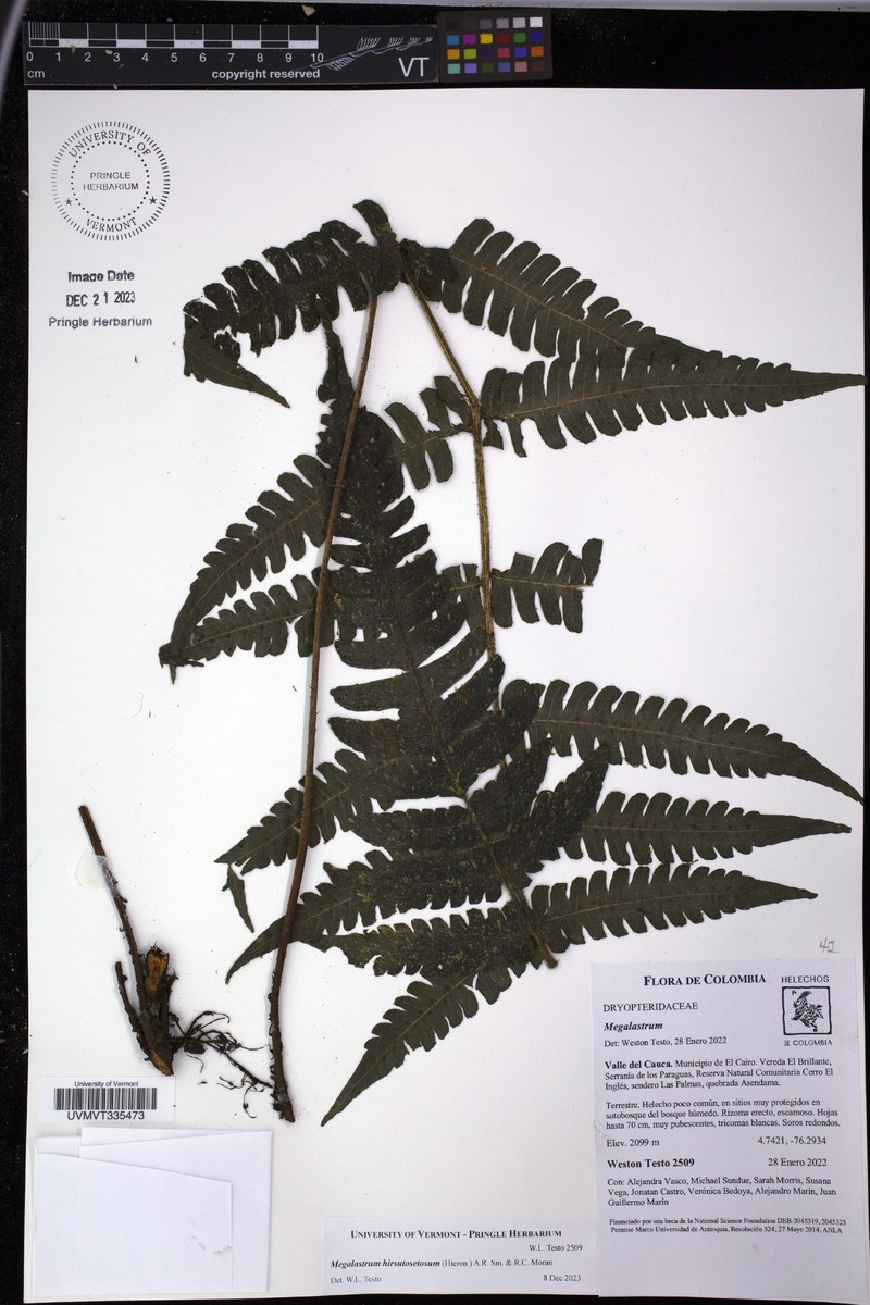 Megalastrum hirsutosetosum photo 6