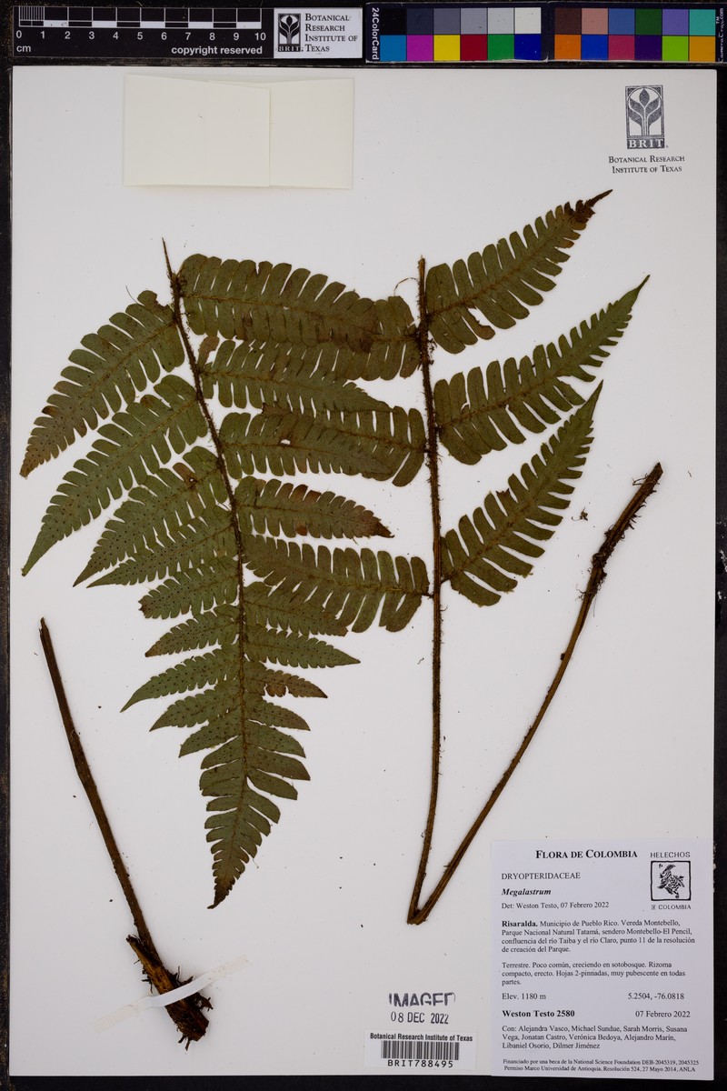 Megalastrum hirsutosetosum photo 7