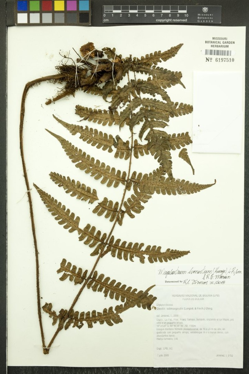 Megalastrum honestum