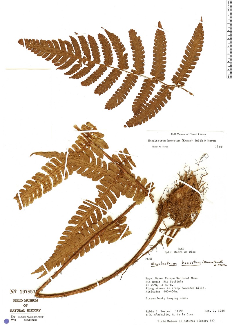 Megalastrum honestum photo 2
