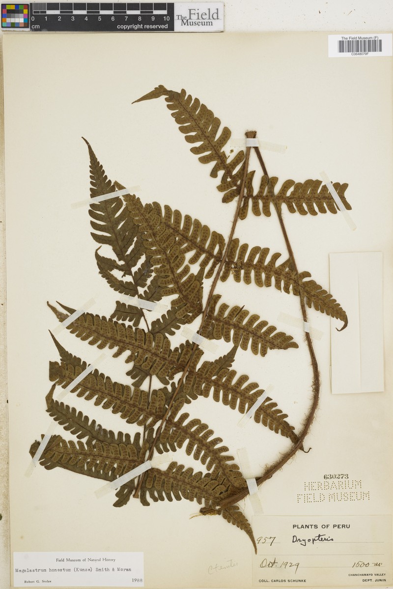 Megalastrum honestum photo 4