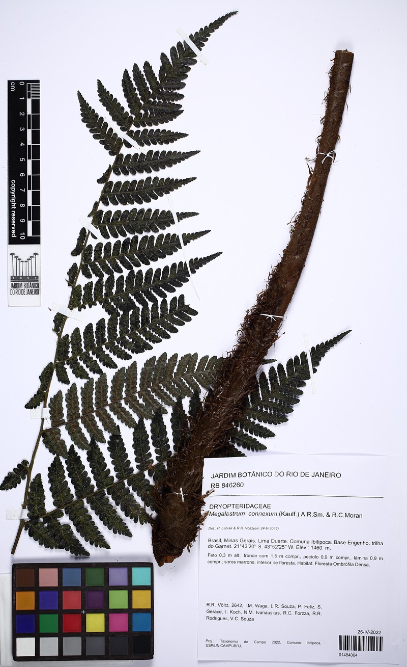 Megalastrum inaequale