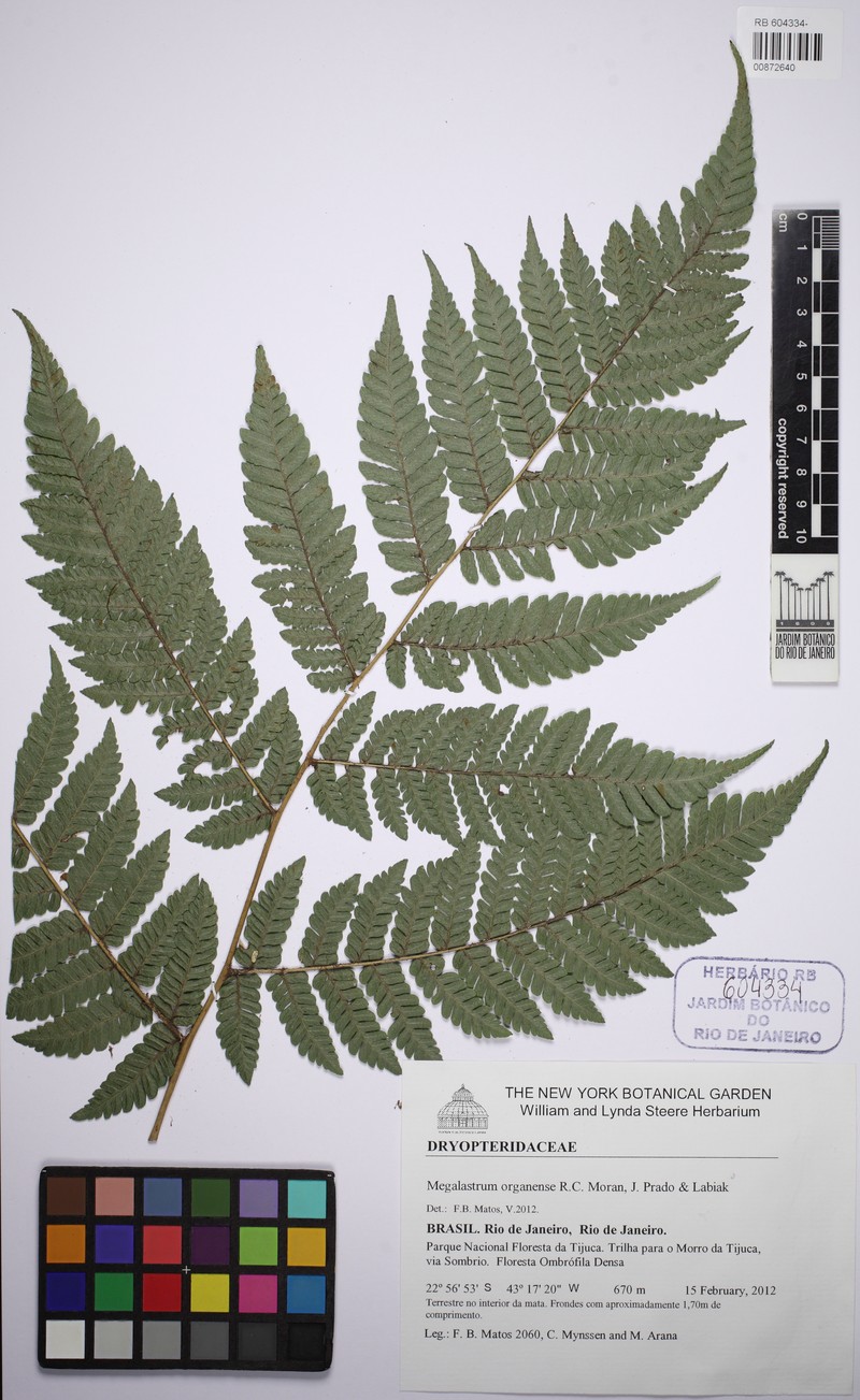 Megalastrum inaequale photo 2