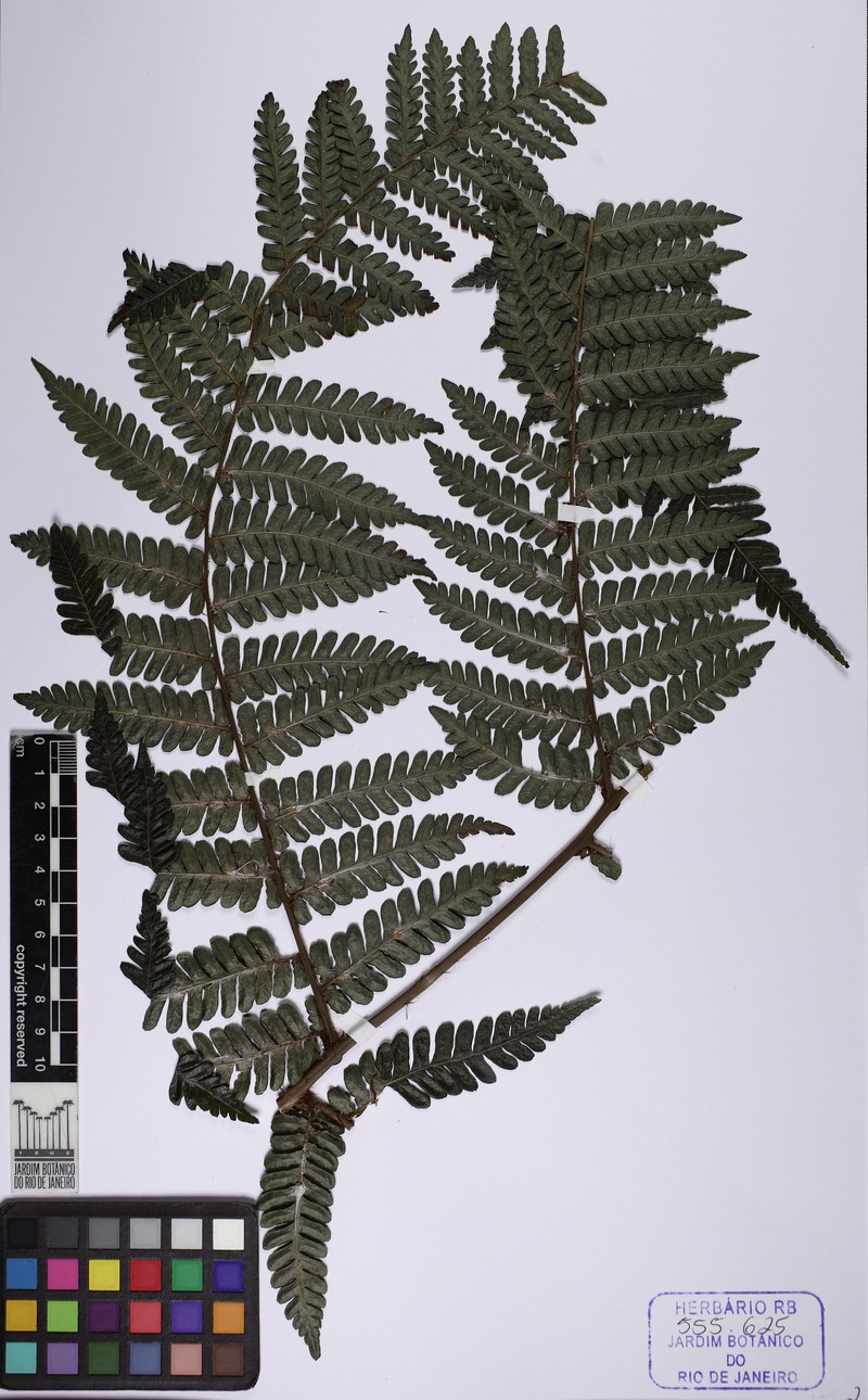Megalastrum inaequale photo 3