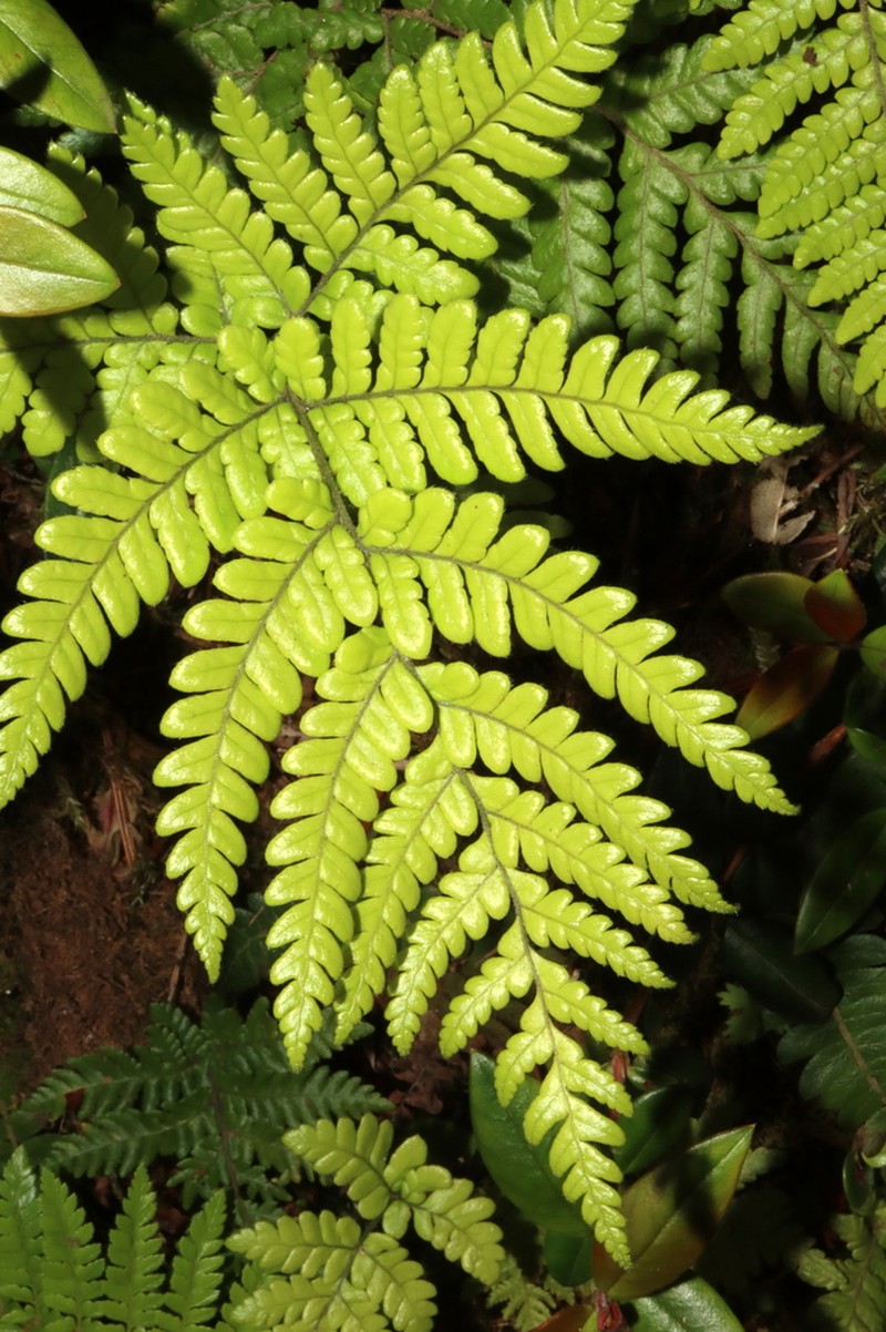 Megalastrum inaequalifolium