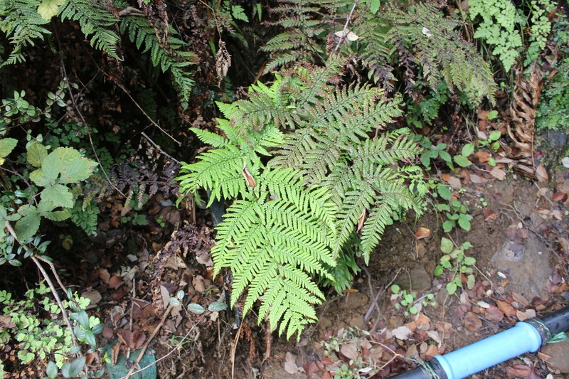 Megalastrum inaequalifolium photo 2