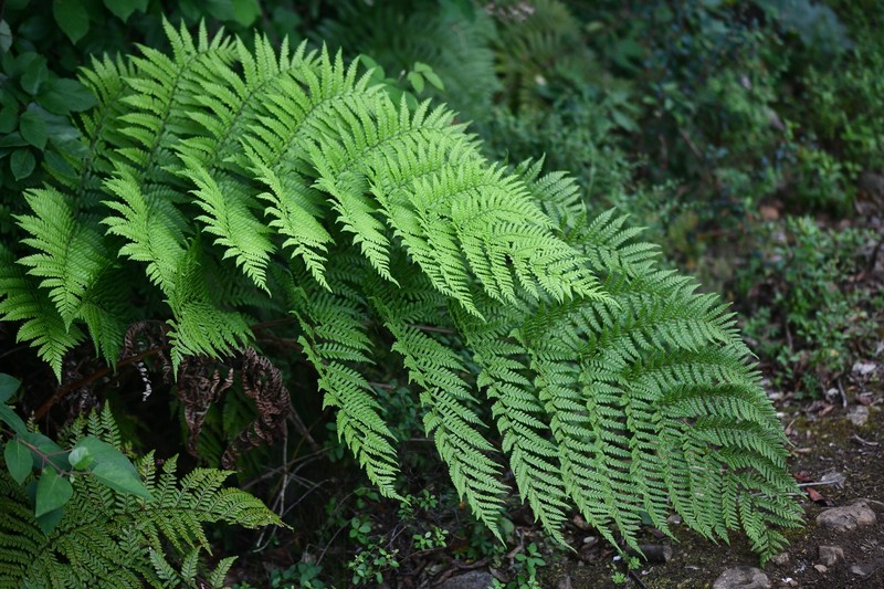 Megalastrum inaequalifolium photo 4
