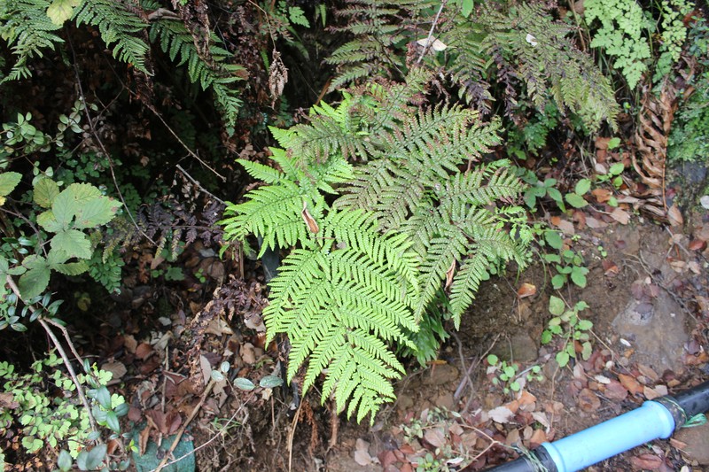 Megalastrum inaequalifolium photo 5