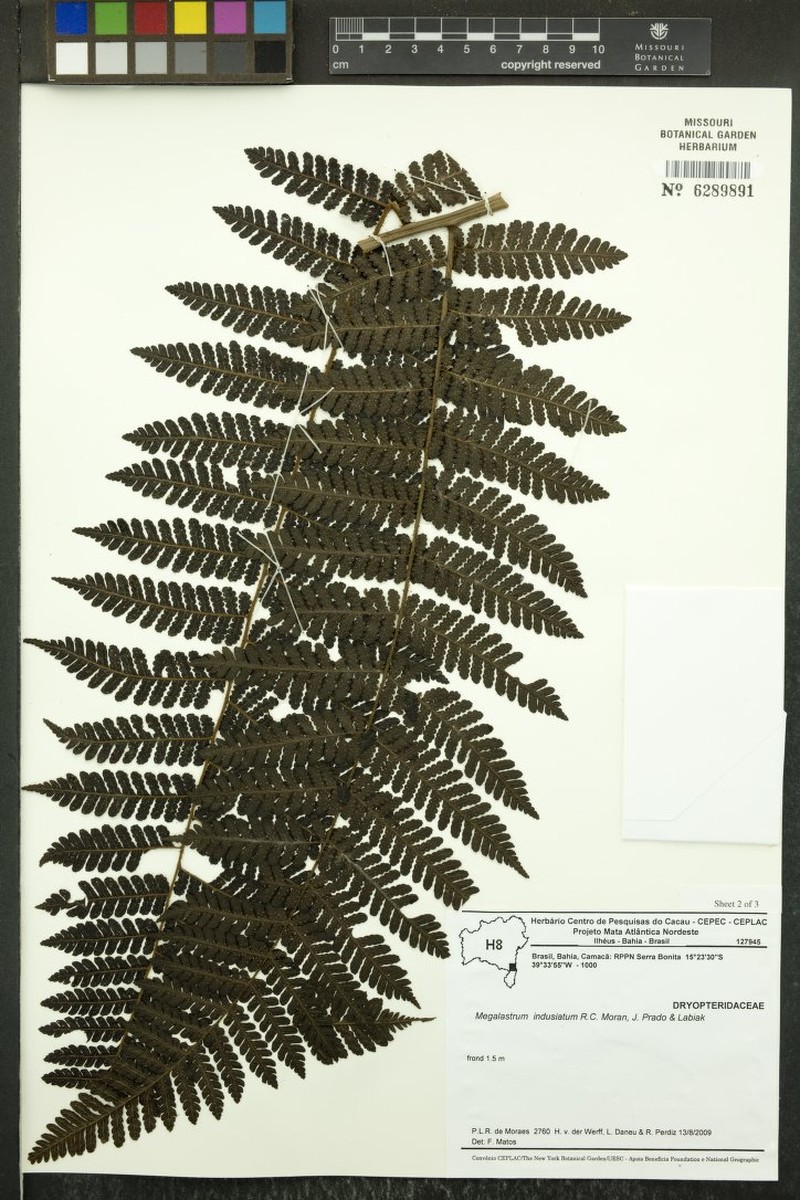 Megalastrum indusiatum