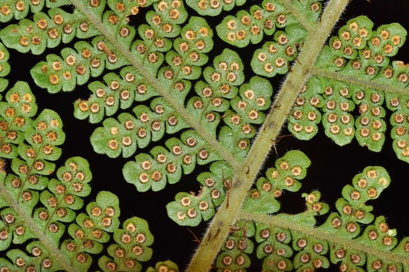 Megalastrum insigne