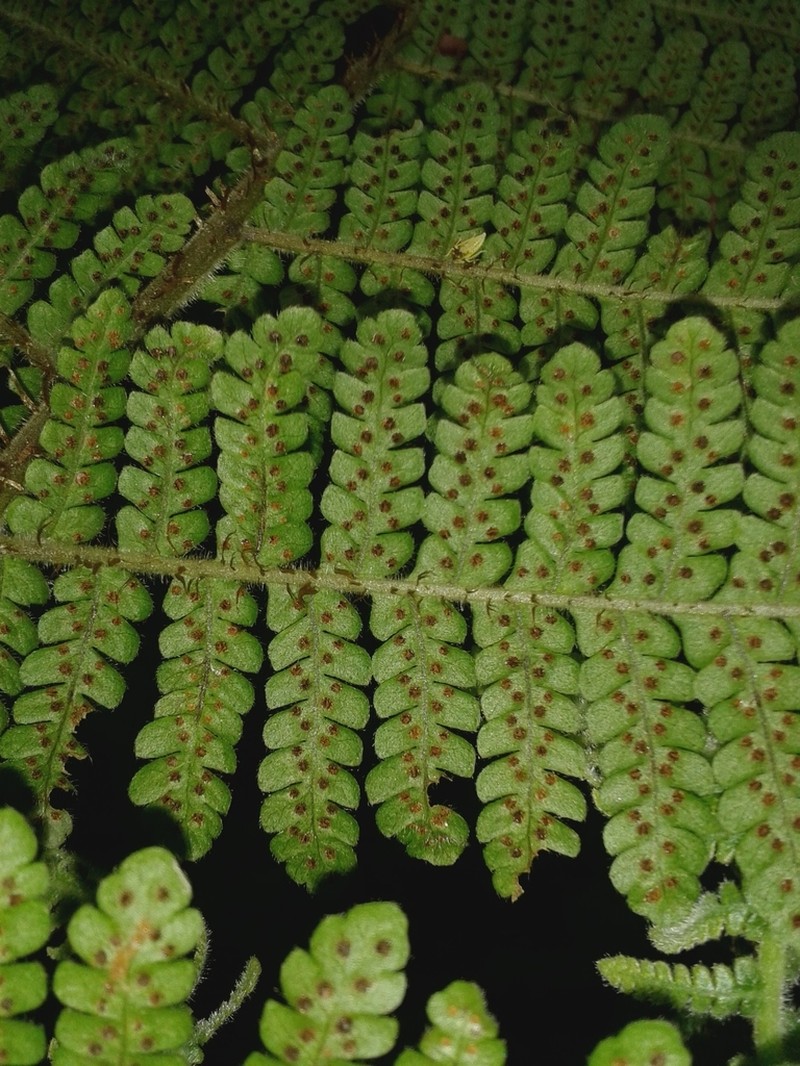 Megalastrum insigne photo 2