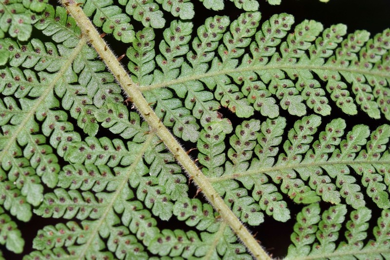 Megalastrum insigne photo 3