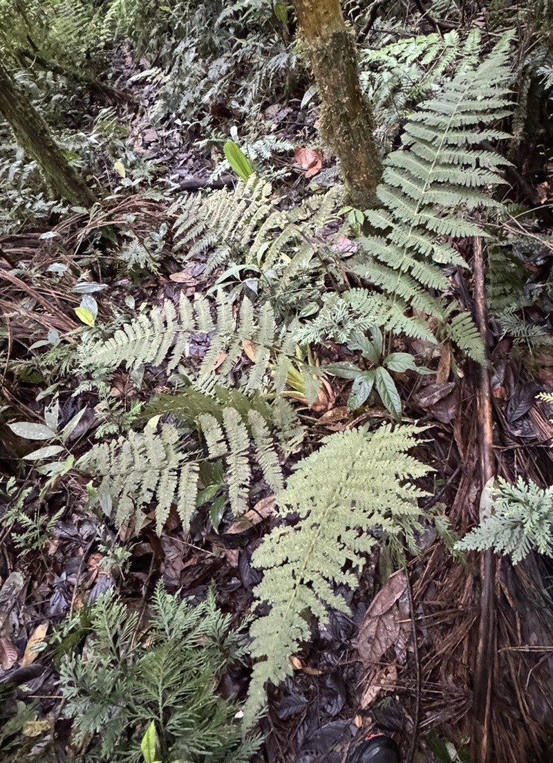 Megalastrum insigne photo 4