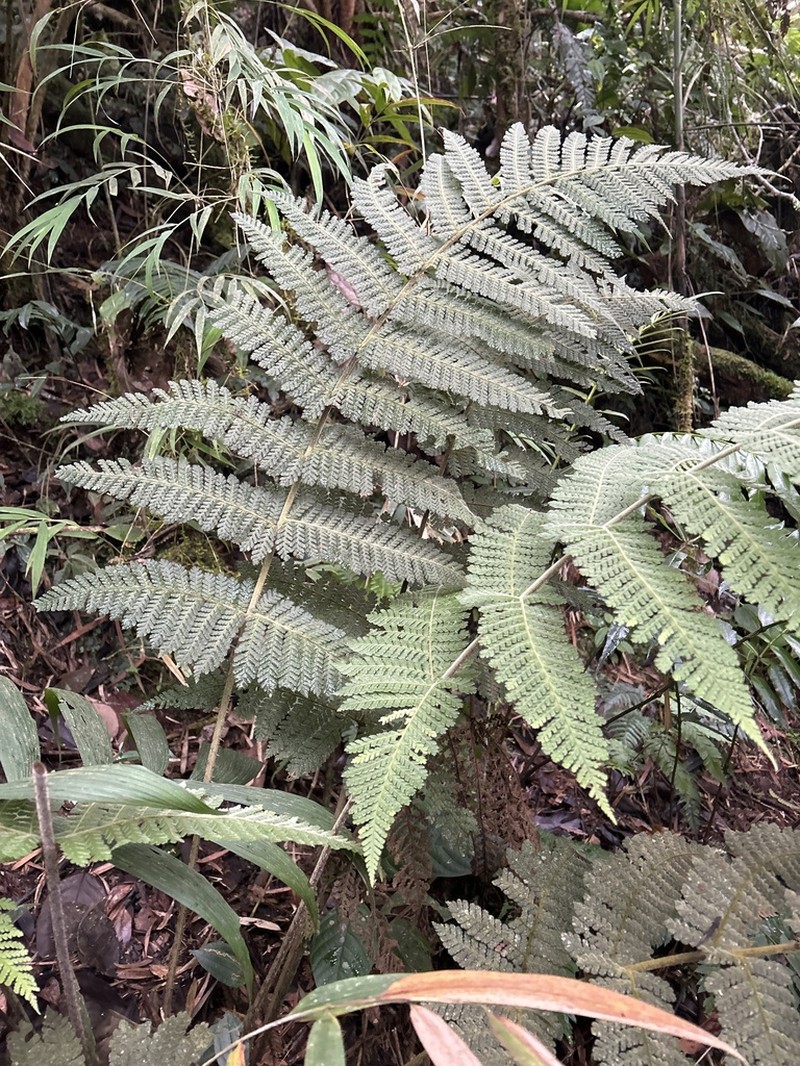 Megalastrum insigne photo 5