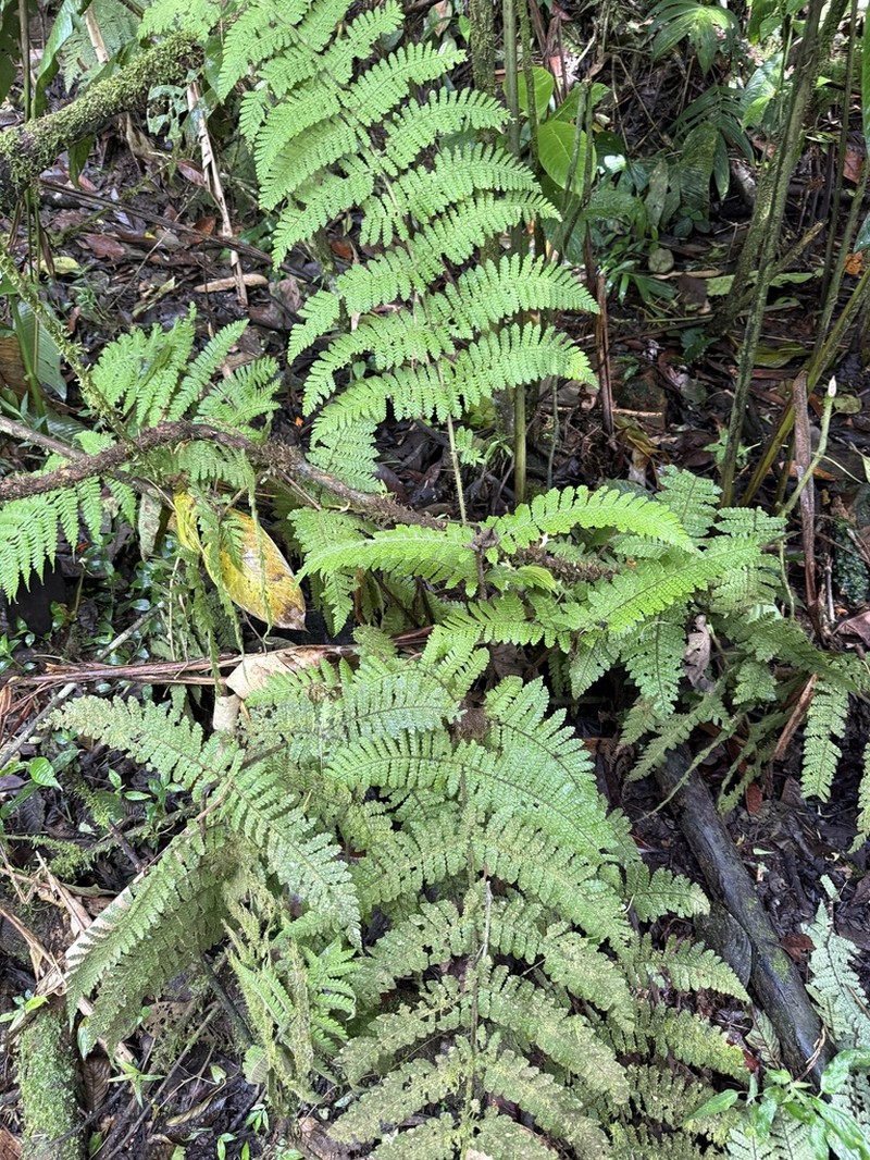 Megalastrum insigne photo 6