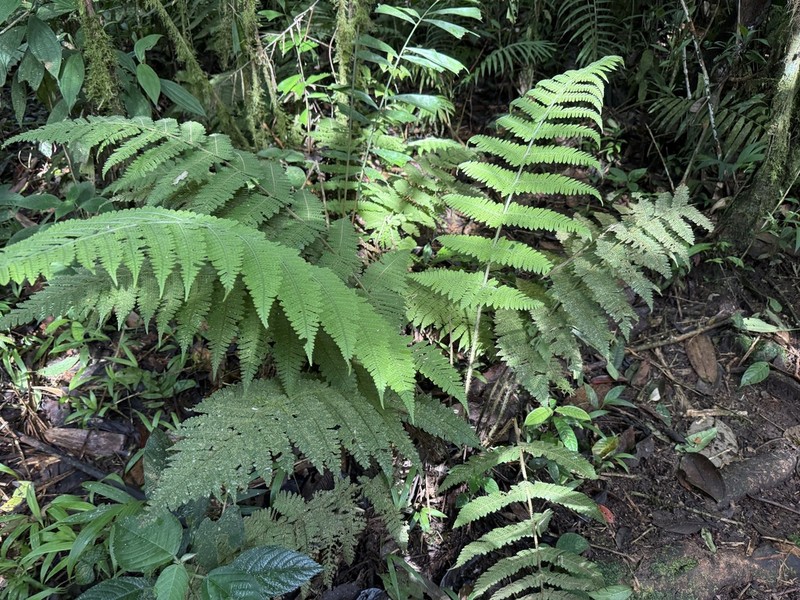Megalastrum insigne photo 7