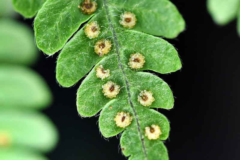 Megalastrum insigne photo 8