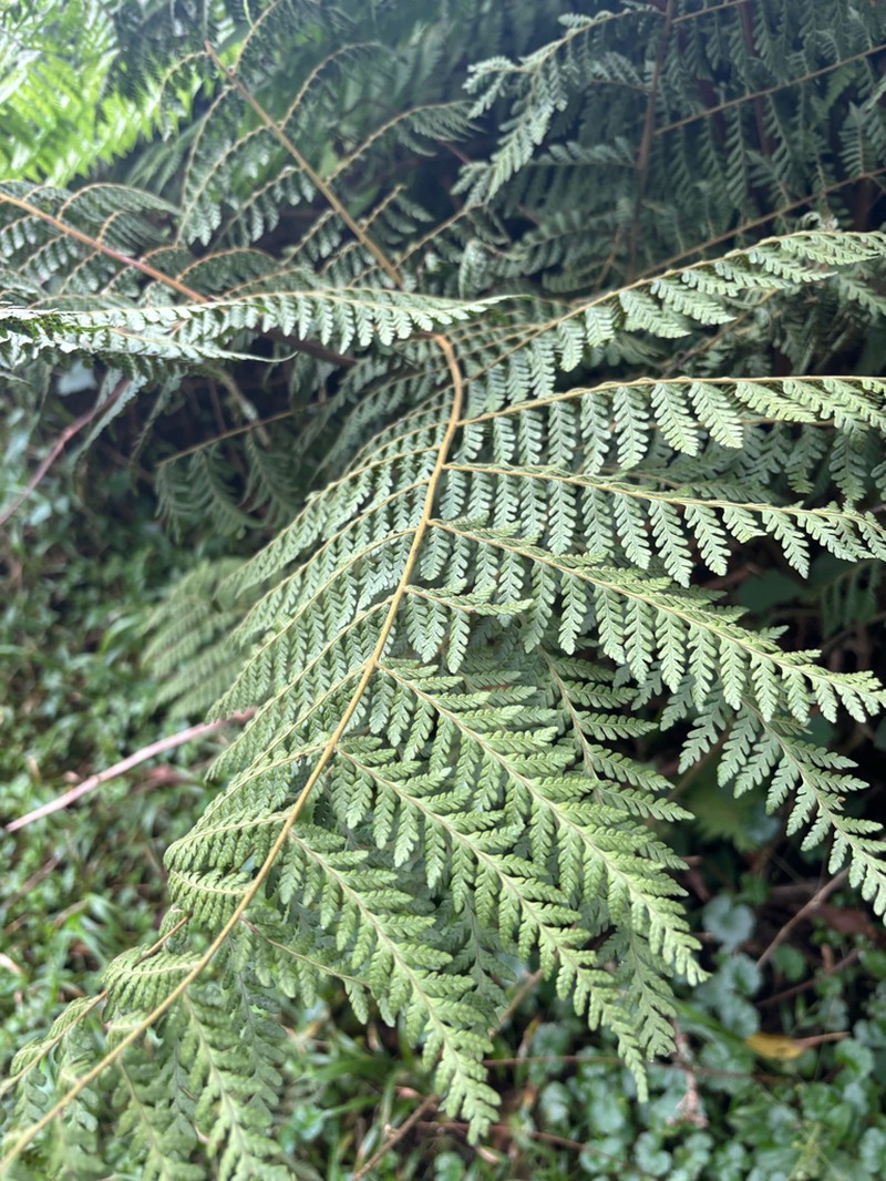 Megalastrum lanuginosum