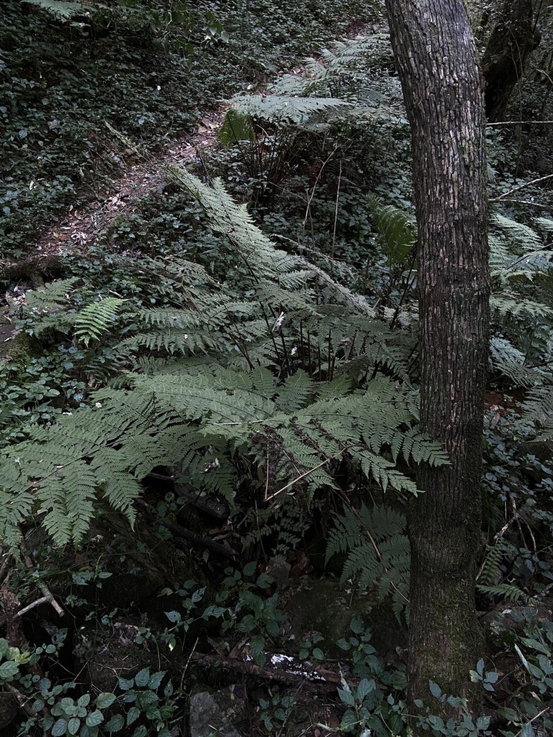Megalastrum lanuginosum photo 2