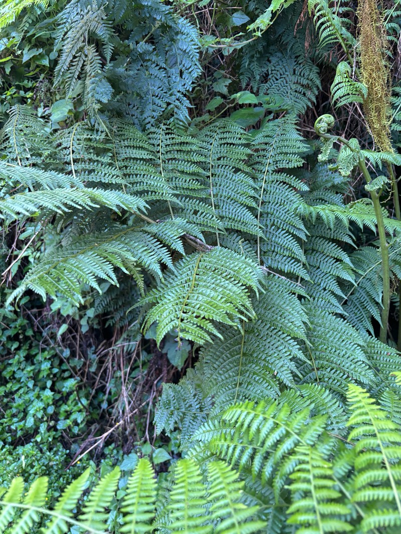 Megalastrum lanuginosum photo 3