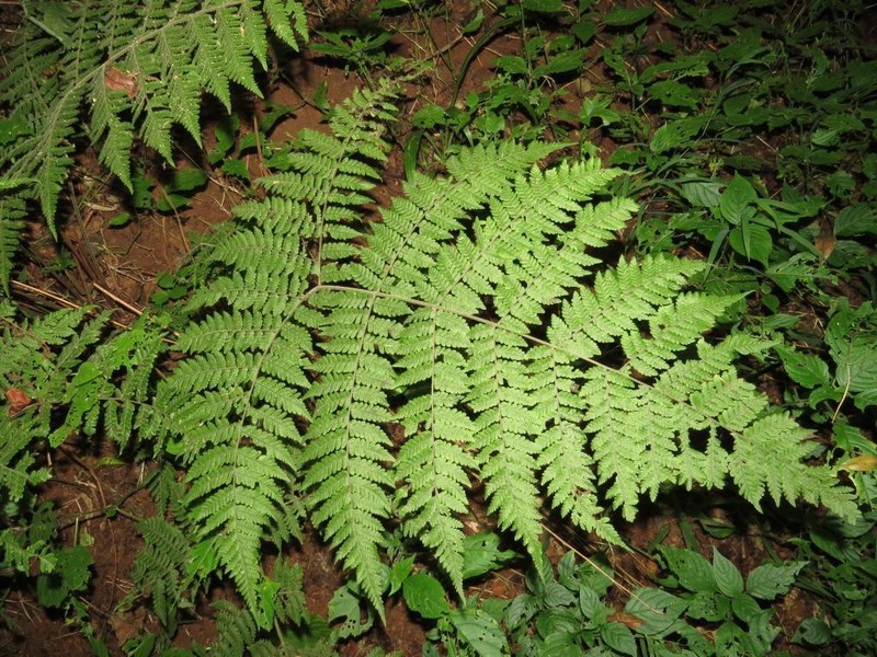 Megalastrum lanuginosum photo 4