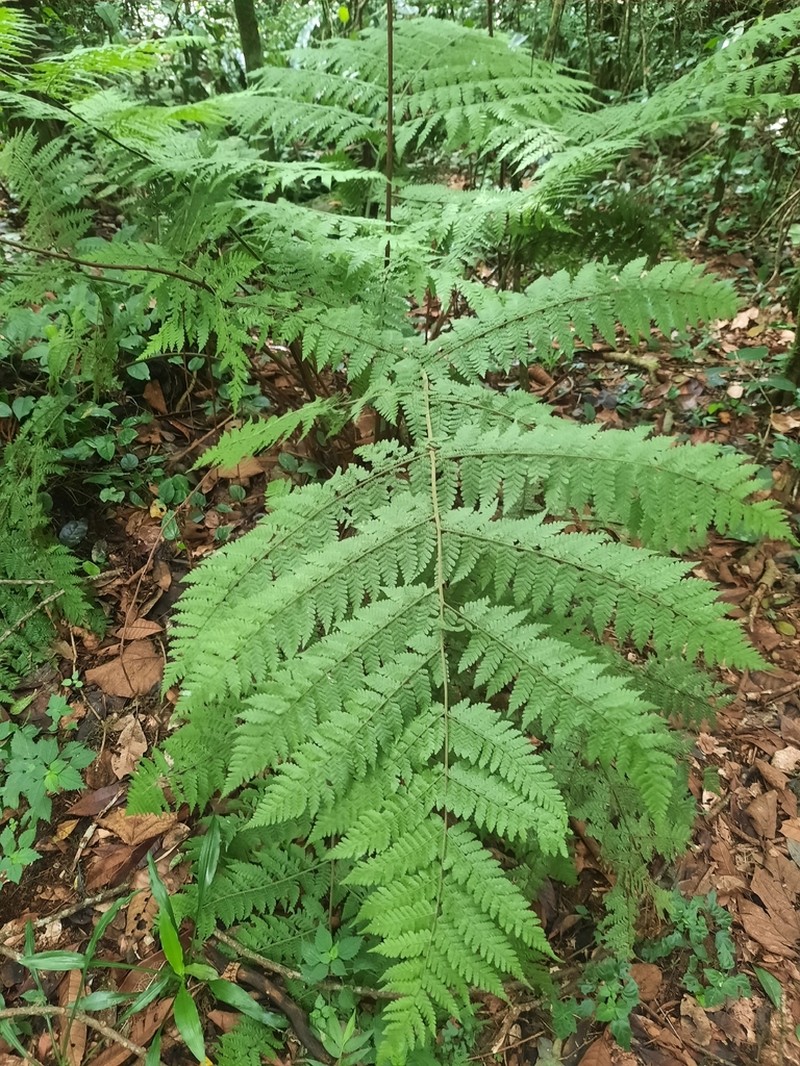 Megalastrum lanuginosum photo 5