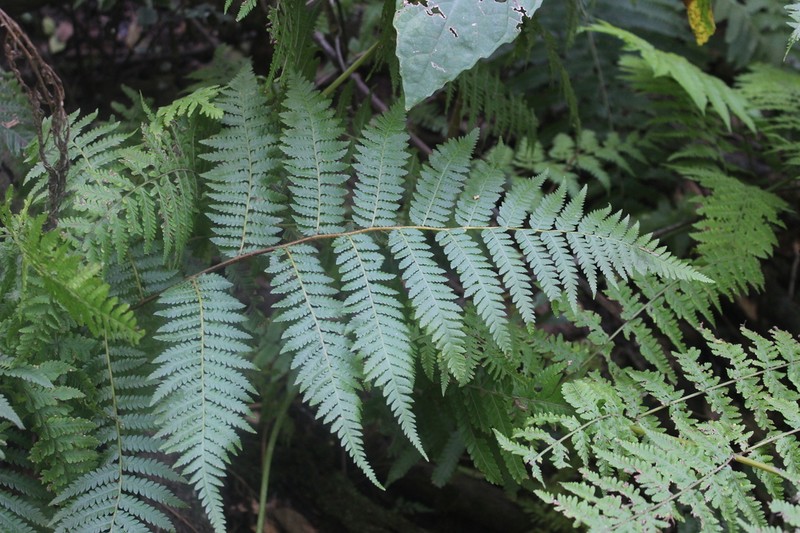 Megalastrum lanuginosum photo 6