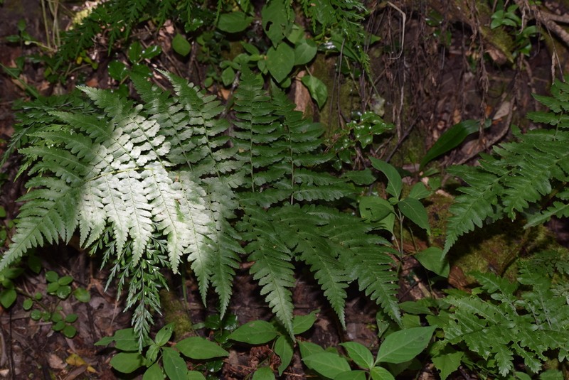 Megalastrum lanuginosum photo 7