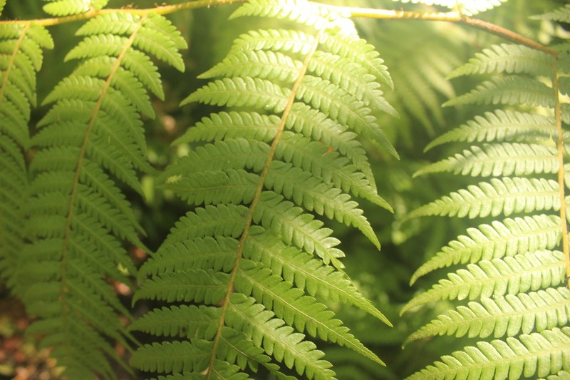Megalastrum lanuginosum photo 8