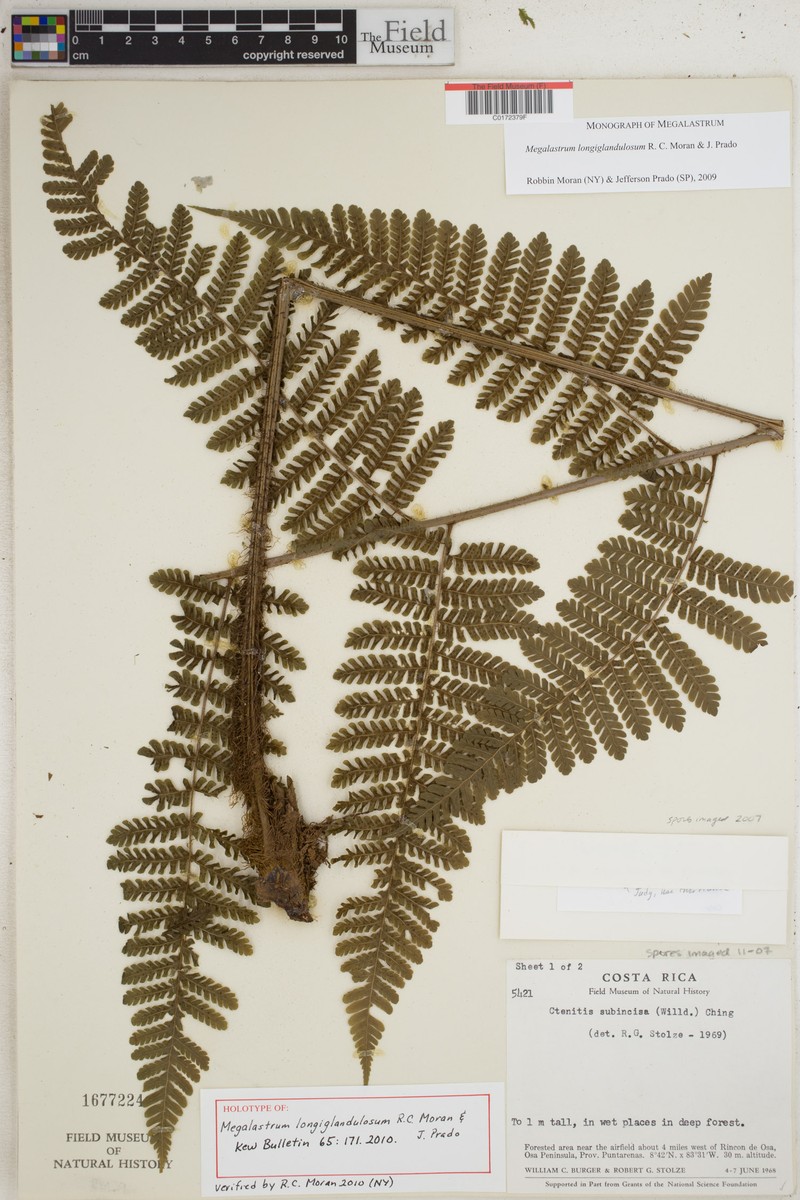 Megalastrum longiglandulosum