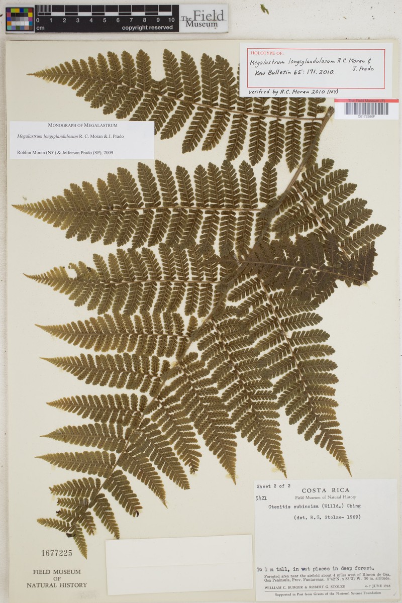 Megalastrum longiglandulosum photo 2