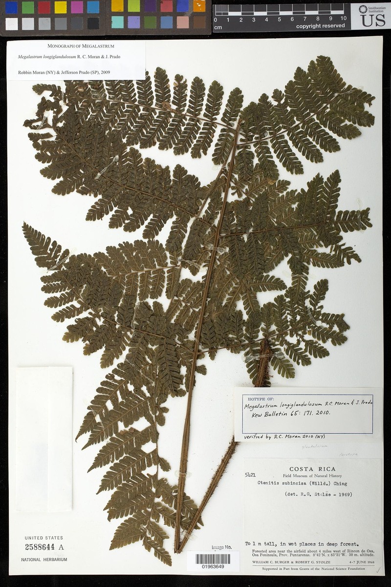 Megalastrum longiglandulosum photo 3