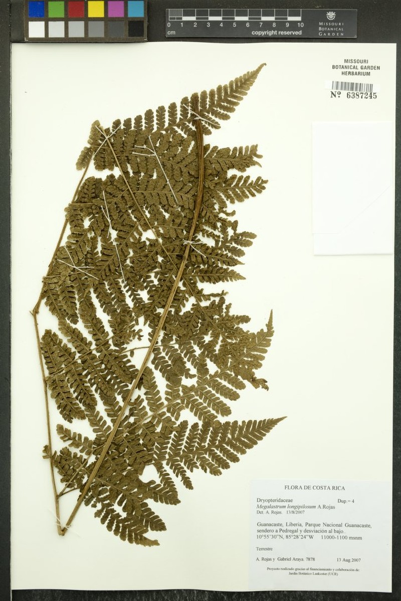 Megalastrum longipilosum